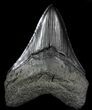 Fossil Megalodon Tooth - Georgia #76511-1